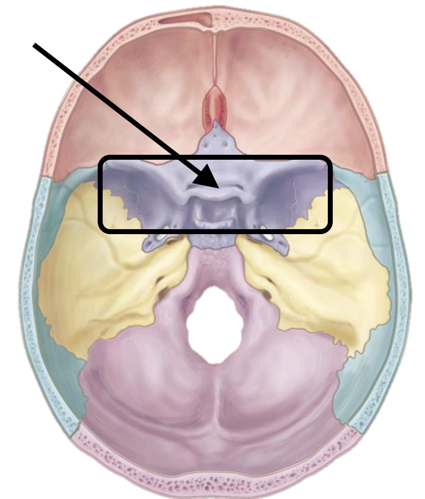 <p>Name the bone</p>
