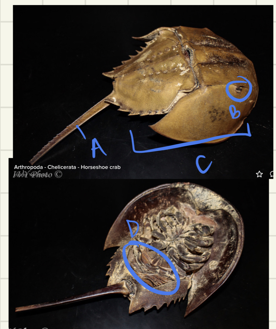 <ul><li><p>name</p></li><li><p>phylum?</p></li><li><p>class?</p></li><li><p>label</p></li></ul>