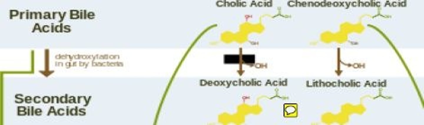<p>-30-40% of organic bile <br>-<strong>Lecithins </strong>(also amphipathic)<br>-Interact with bile salts to support <strong>micelle formation</strong></p>
