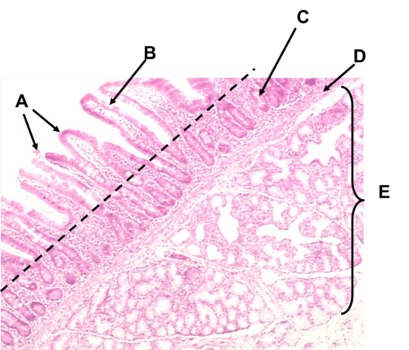 knowt flashcard image