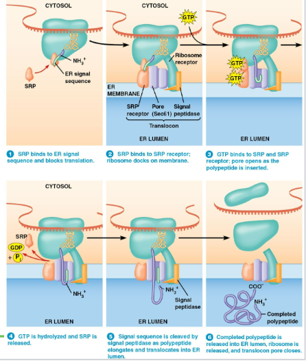 - SRP binds to the ER signal sequence on an emerging polypeptide
- SRP uses GTP to move the polypeptide into a pore on the rough ER membrane
- Polypeptide goes through the pore and into the ER lumen
- Signal peptidase cuts off the signal sequence and polypeptide begins folding