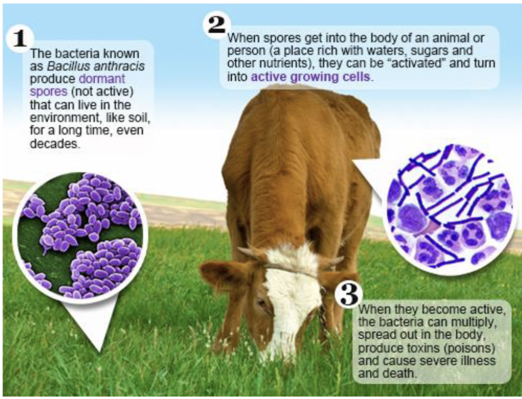 <ol><li><p><strong>Pathology</strong> (e.g., <em>Clostridium difficile, Corynebacterium diphtheriae, Salmonella spp.</em>) </p></li><li><p>Notorious for <strong>toxicity</strong>, such as <strong>botulism</strong> (fatal food poisoning). from<em> Clostridium botulinum</em></p></li><li><p><strong>Anthrax</strong> (<em>Bacillus anthracis</em>)— tri-partite toxins which cause cardiovascular collapse and death</p></li></ol>