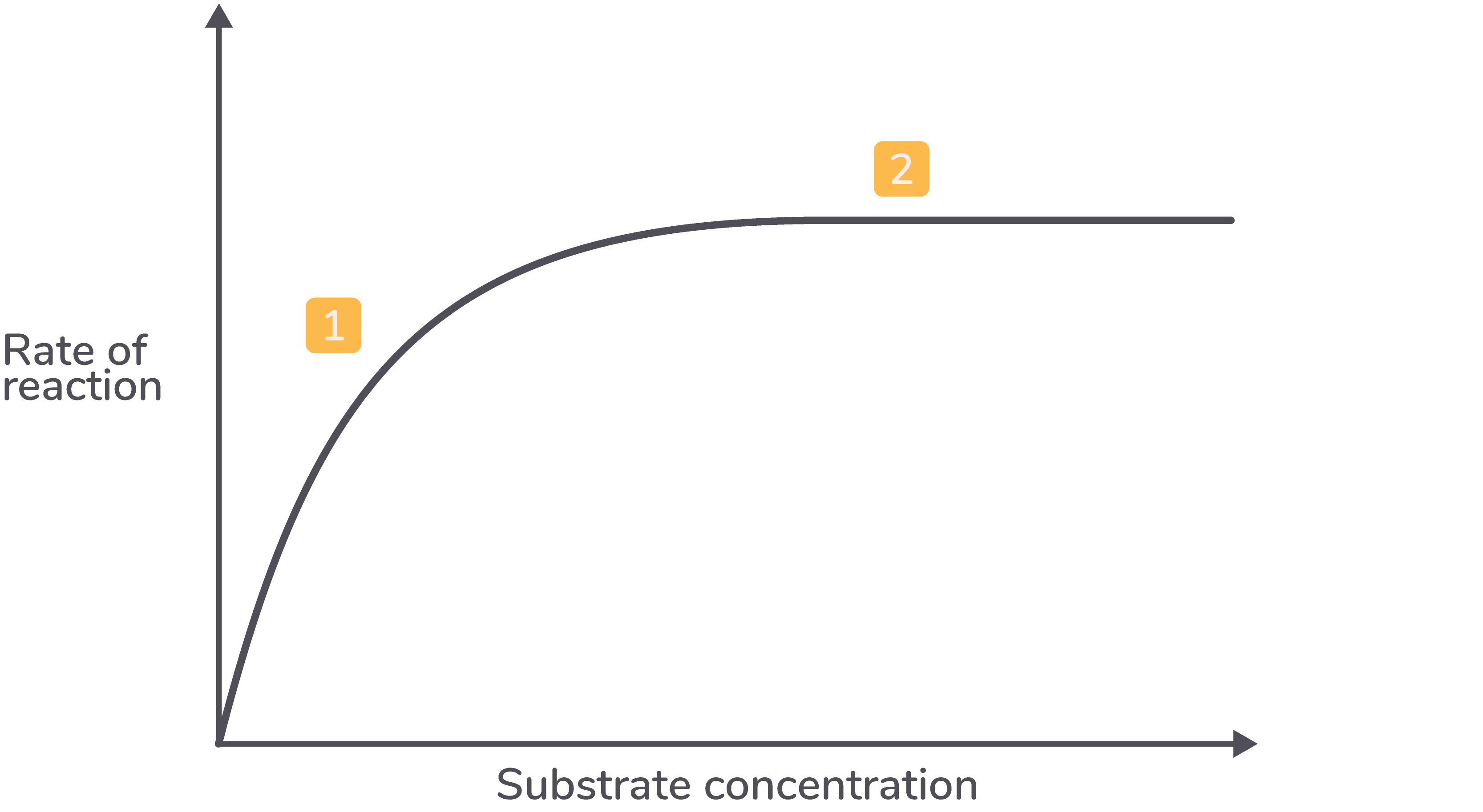 <ol><li><p><strong>As the substrate concentration increases, the rate of reaction increases.&nbsp;</strong></p></li><li><p><strong>As the substrate concentration increases further, the rate of reaction plateaus (levels off).</strong></p></li><li><p></p></li></ol><p></p>