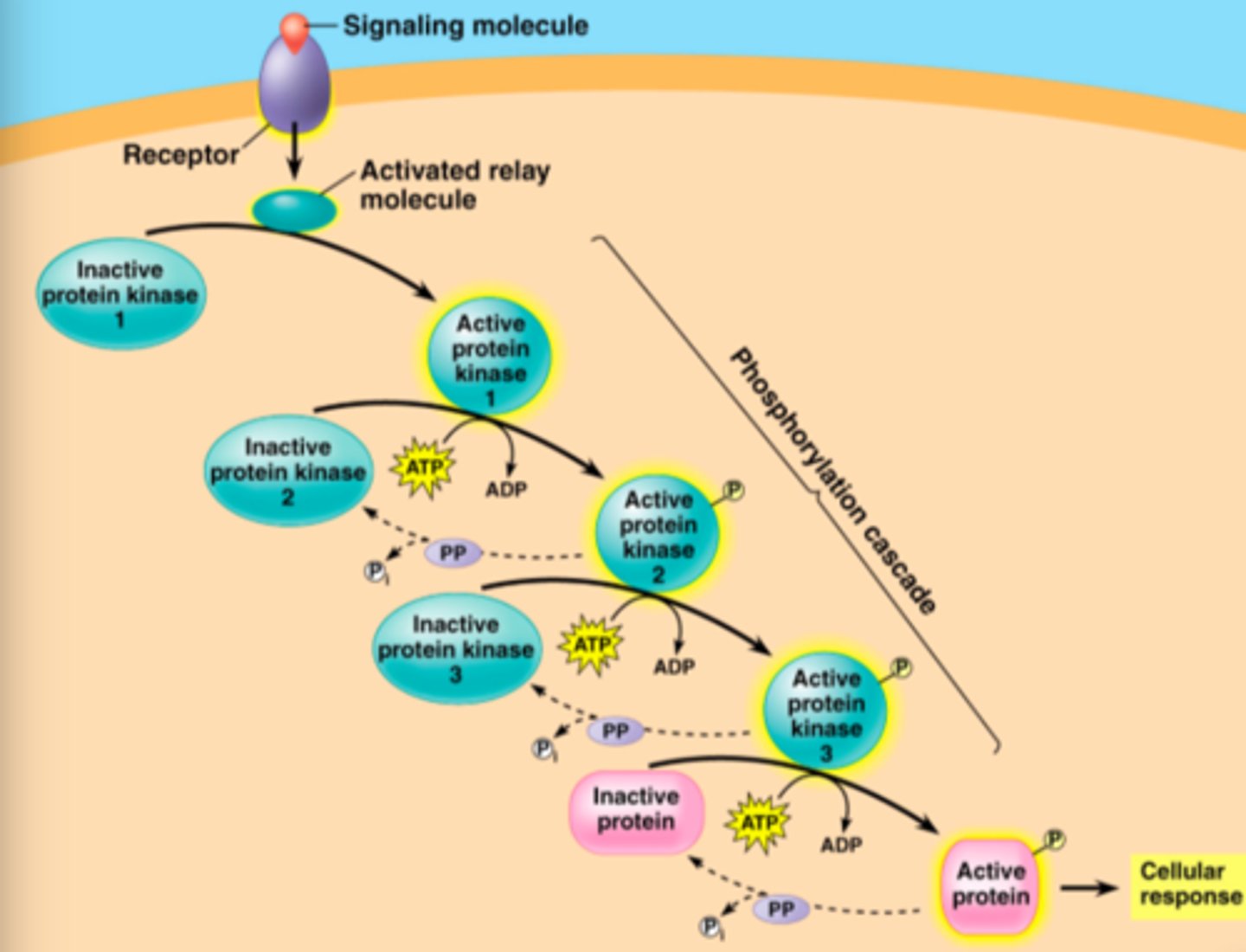 <p>A transduction pathway involving a series of kinases (proteins) that can be activated sequentially when they are phosphorylated by ATP.</p>