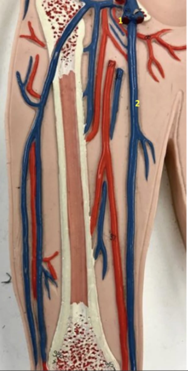 <p>What vein is 1?</p>