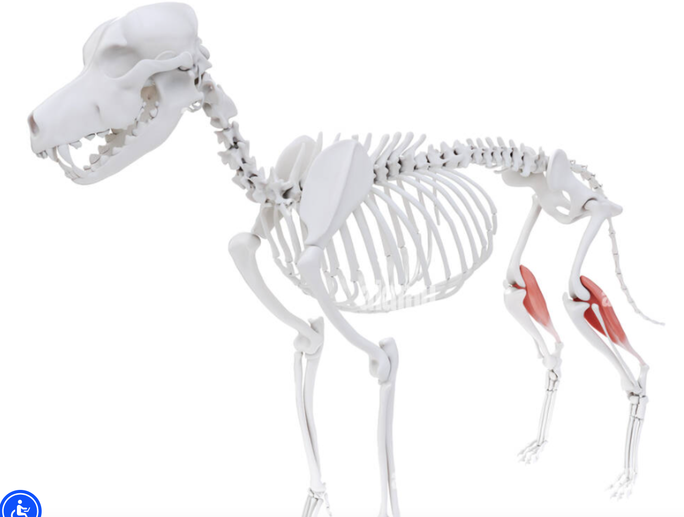 <p>Chief muscle of the calf of the pelvic limb. Flexes the stifle and hock. Has two heads which originate on the distal femur. The two heads combine and run distally along the caudal aspect of the tibia to form the common calcaneal (Achilles) tendon</p>