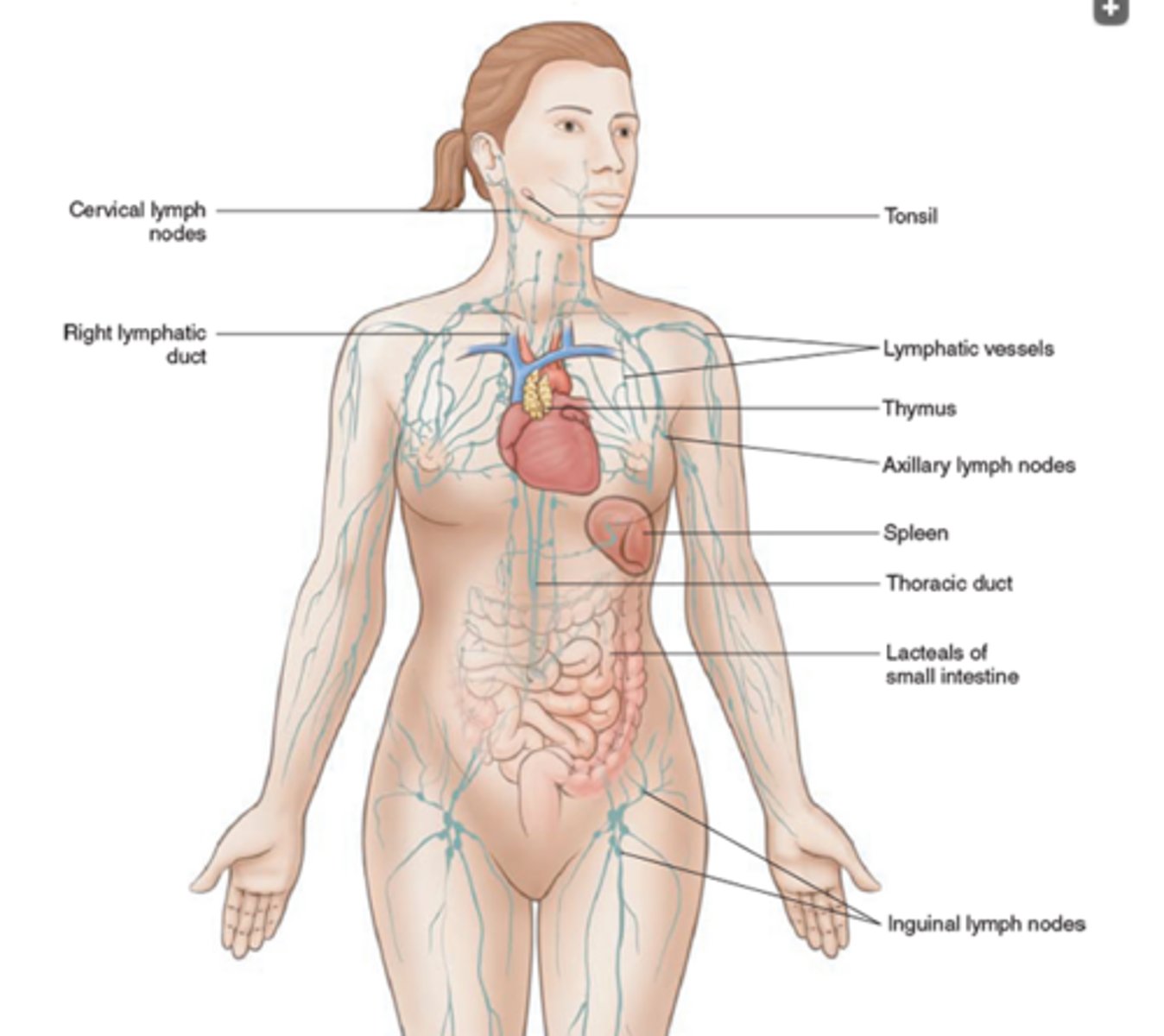<p>Blood is filtered by the kidneys; lymph is filtered by lymph nodes.</p>