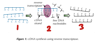 <p>Label the Steps of Making DNA Fragments Using Reverse Transcriptase (1→3)</p>