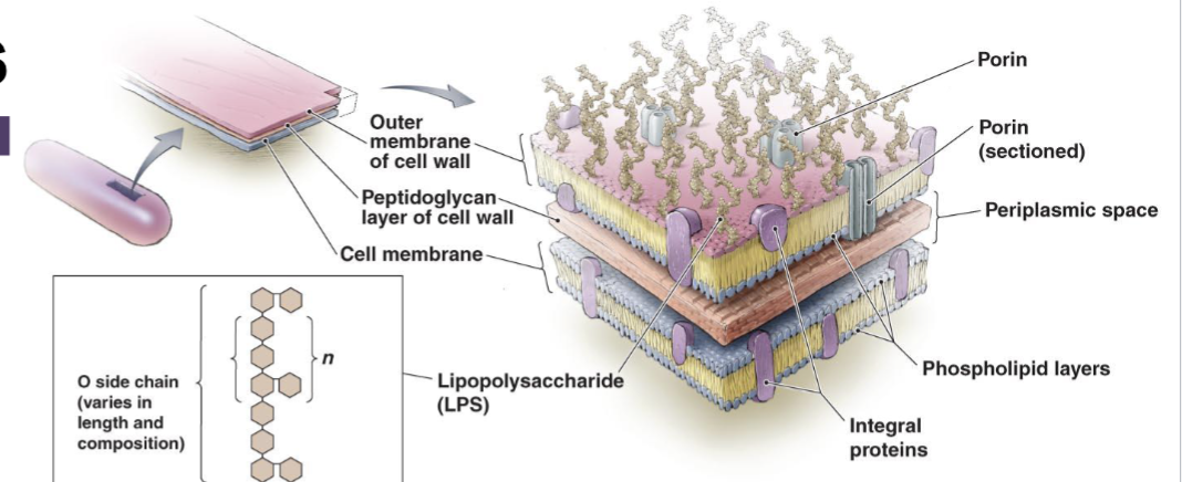 <ul><li><p><strong>Thin Peptidoglycan Layer </strong>that is sandwiched between two cell layers</p></li><li><p>The outermost layer is a Bilayer membrane that contains proteins, phospholipids, and Lipopolysaccharides (LPS)</p></li><li><p>LPS is an <strong>Endotoxin</strong> and activates our immune system</p></li><li><p>When stained, it appears pink it can’t retain the purple dye</p></li></ul><p></p>