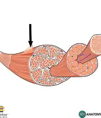 <p>layer of connective tissue that blends into a connective tissue attachment</p>