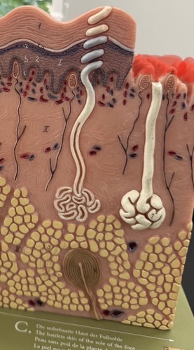 <p>Increases surface area, friction, and grip</p>