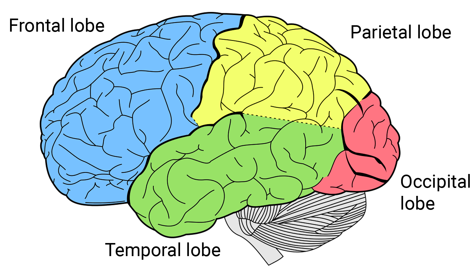 <p>“Little brain;” balance coordination</p>