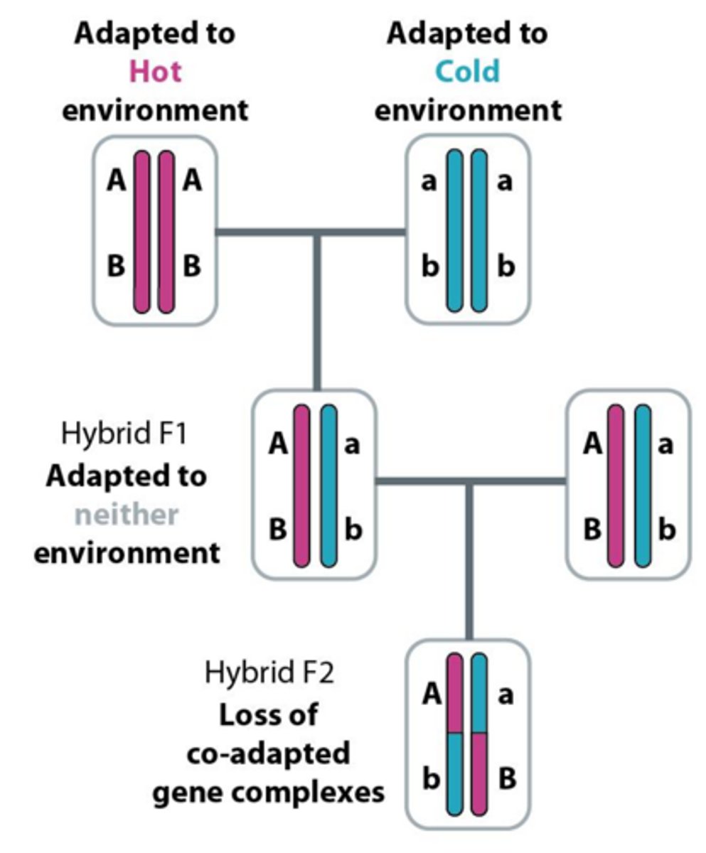 <p>It leads to small, isolated populations that are more susceptible to random genetic drift and inbreeding.</p>
