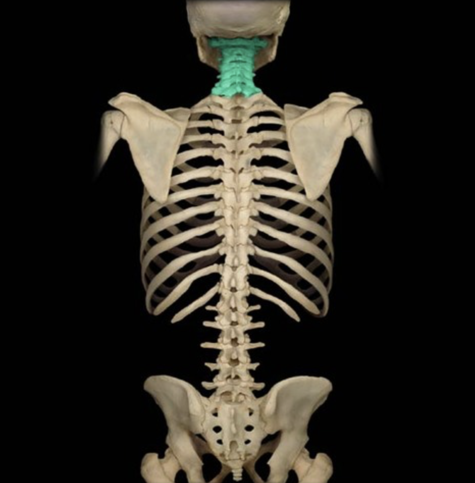 C1-C7

transverse foramen