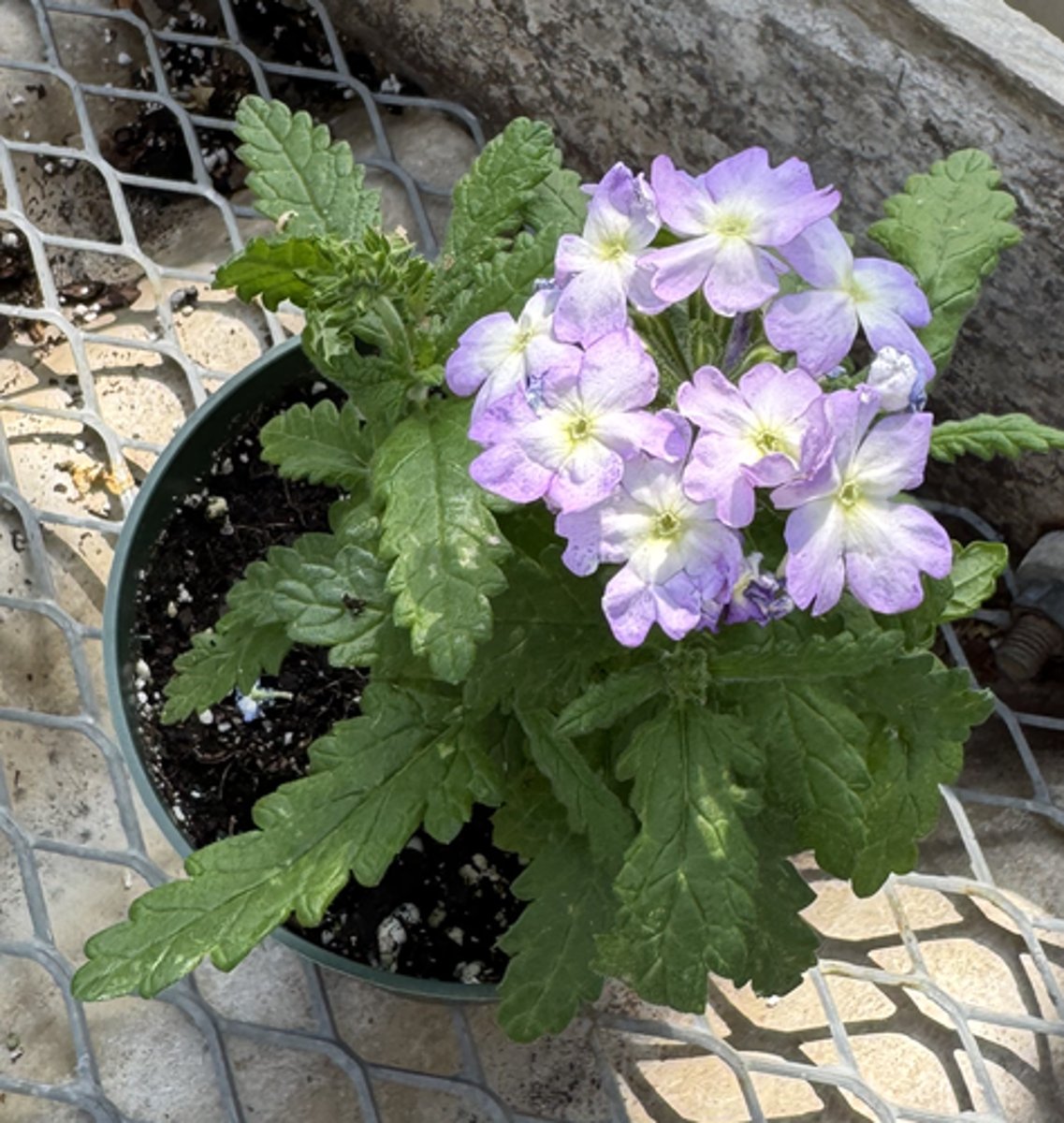<p>What is the common name for this plant?</p>