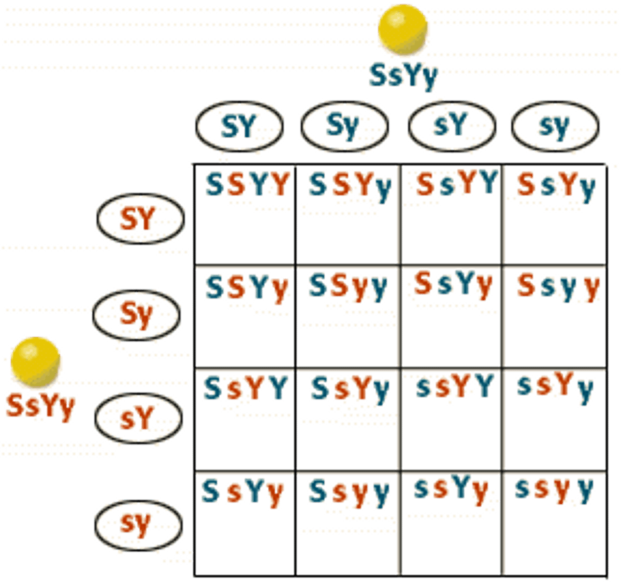 <p>Crosses in which the inheritance of two different traits are followed</p>