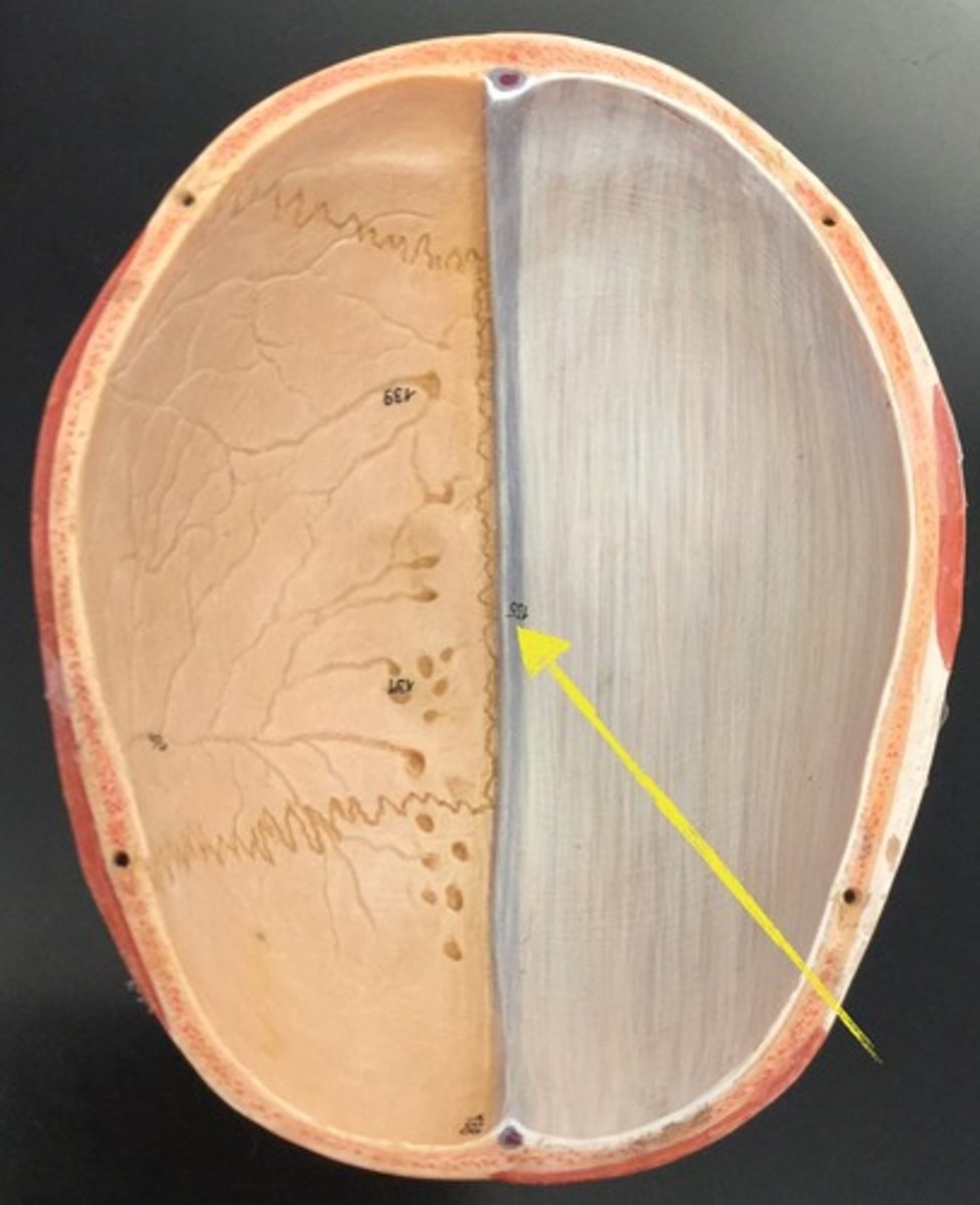 <p>depression in endocranial collotte from brainstem</p>