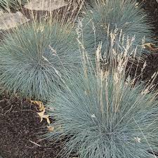 <p><span>Festuca spp. and cv / Fescue</span></p>