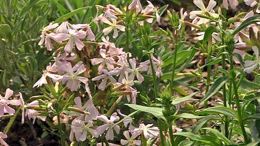 <p>Saponaria officinalis - Rhamnaceae</p>