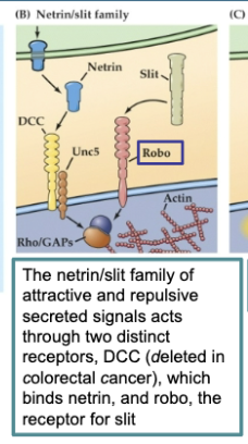 <p>Figure 23.5 Signals provided by the embryonic environment – Diffusible signals (semaphorins)</p><p>Figure B</p>
