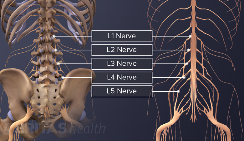 <p>Spinal Nerve</p>