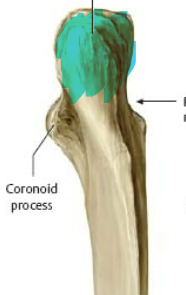large, blunt process on proximal part