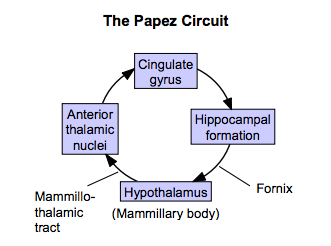 <ul><li><p>a circuit of structures interconnecting hippocampus, mamillary bodies, thalamus and cingulate gyrus.</p></li><li><p>involved in forming new autobiographical memories and declarative memories</p></li></ul>