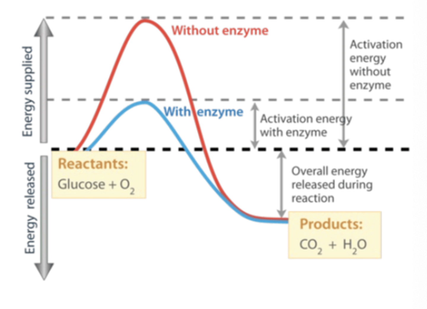 <p>A biological catalyst that lowers the activation energy needed for a chemical reaction.</p>