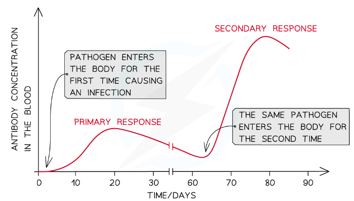 * Should the immune system encounter the same antigen again in the future it will launch a secondary immune response which will be much faster and stronger than the primary response
  * Memory cells are present in larger quantities than the mature lymphocytes at the start of the primary response, so the correct memory cells are able to detect an antigen, activate, divide by mitosis, and differentiate much more quickly
  * Antibodies are produced more quickly and in larger quantities in a secondary response
* This will often eliminate the pathogen before the infected person can show symptoms