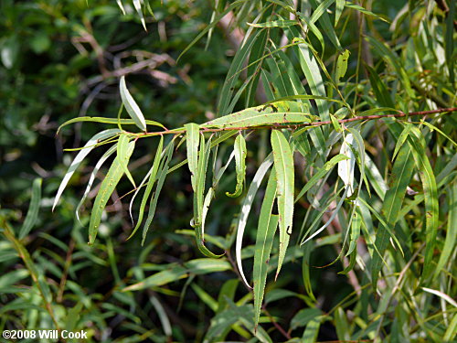 <ul><li><p>native, OBL</p></li><li><p>often multi-stemmed</p></li><li><p>long, linear lancolate leaves</p></li><li><p>alternately arranged leaves</p></li></ul>
