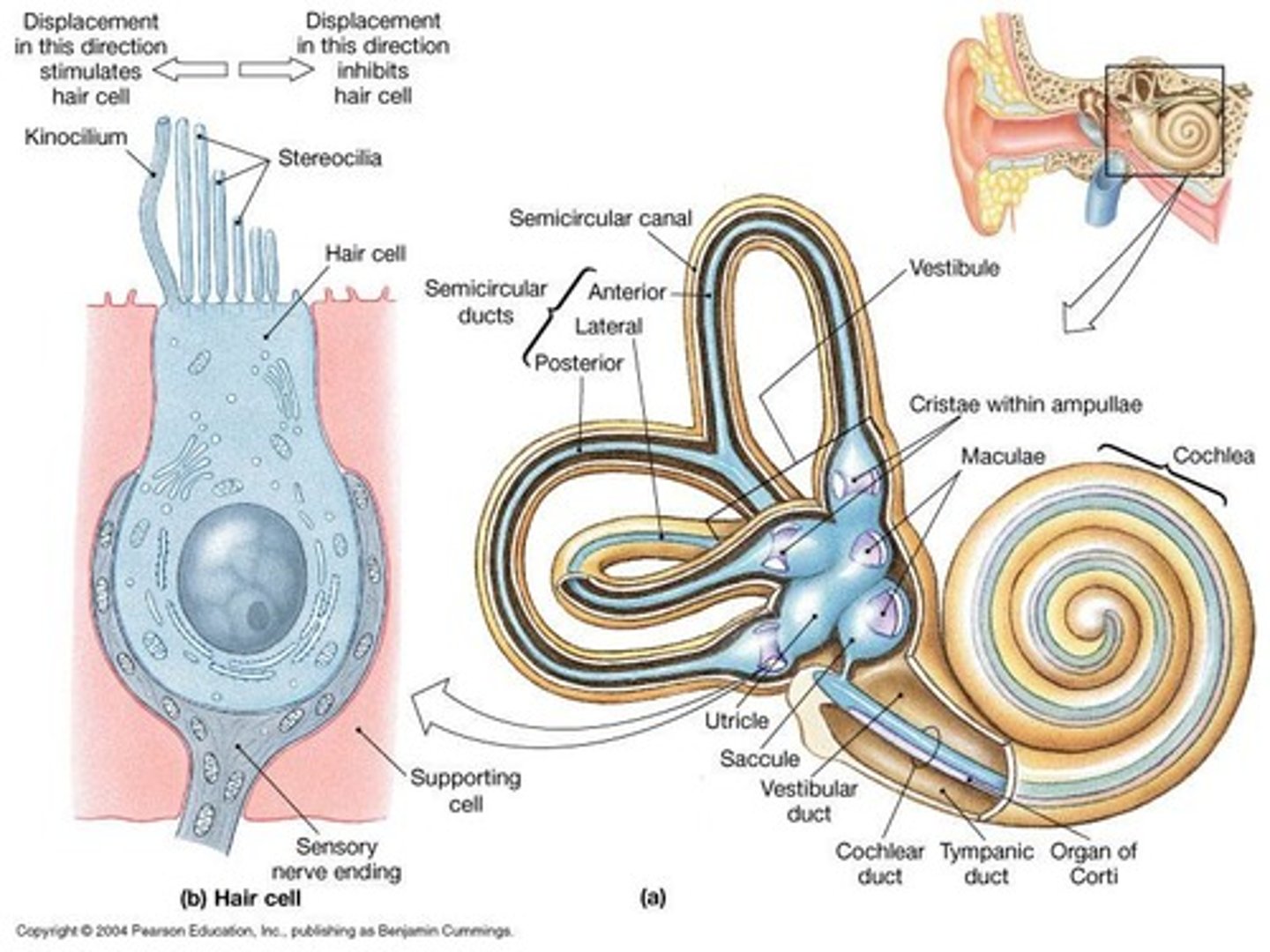 <p>Hearing and Equilibrium</p>