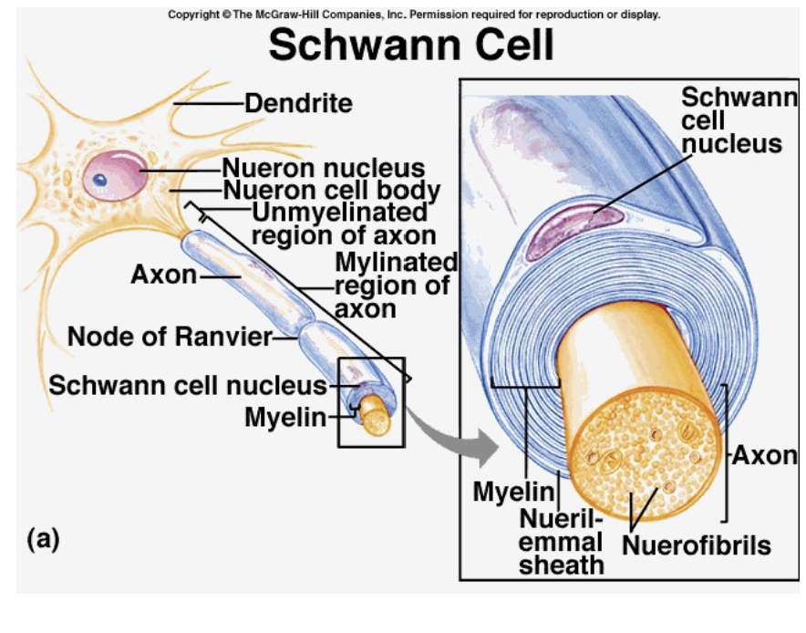 <p>Schwann cell</p>