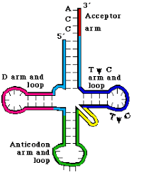 <p>What is this type of RNA called</p>