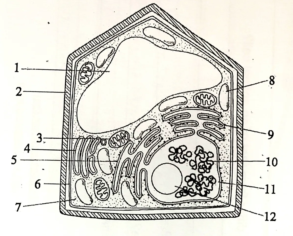 <p>Is this a <strong>plant</strong> or <strong>animal cell?</strong></p>
