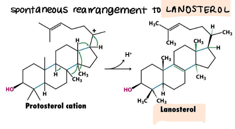 <p>protosterol cation → lanosterol</p><p></p>