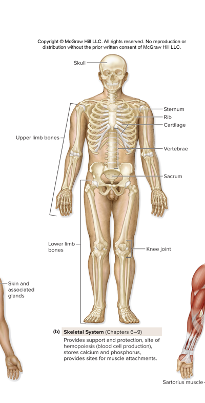 <p>Provides support and protection, the site of hemopoiesis (blood cell production), stores calcium and phosphorus, and provides sites for muscle attachments.</p><p></p><p>Organs that belong to this organ system are the skull, upper limb bones, sternum, Rib, Cartilage, vertebrae, sacrum, upper limb bones, lower limb bones, knee joint. </p><p></p>