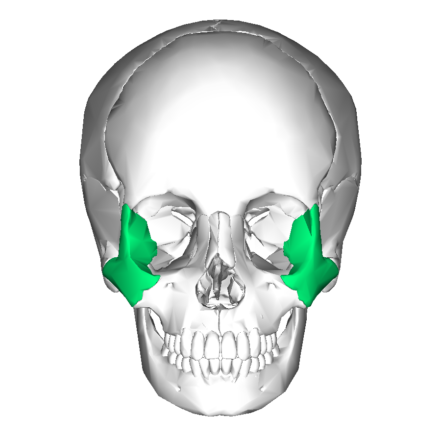 <p>Which bone landmark of the skull is located in the cheek area?</p>
