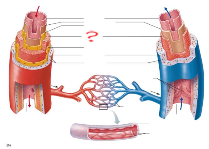 <p>smooth muscle &amp; elastic fibers</p>