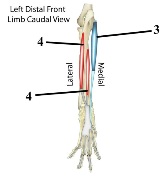 <p><span style="font-size: medium;"><span>Muscles of the </span><u><span>caudal</span></u><span> antebrachium → </span><strong><span>#4</span></strong></span></p>