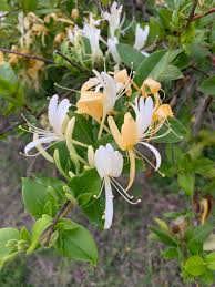 <p><span>Climbing vine with oval green leaves and fragrant white flowers that turn yellow. Used as groundcover or on trellises.</span></p>