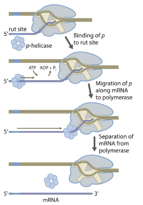<ul><li><p>A termination mechanism that requires the <strong>Rho protein</strong>, a <u>helicase</u>.</p></li><li><p>Rho binds to a <strong>rut site</strong> (Rho utilization site) on the nascent RNA.</p></li><li><p>It moves along the RNA (using ATP) toward the RNA polymerase.</p></li><li><p>When RNA polymerase pauses at a termination sequence, Rho catches up.</p></li><li><p>Rho unwinds the RNA-DNA hybrid inside the transcription bubble, releasing the RNA transcript.</p></li></ul><p></p>