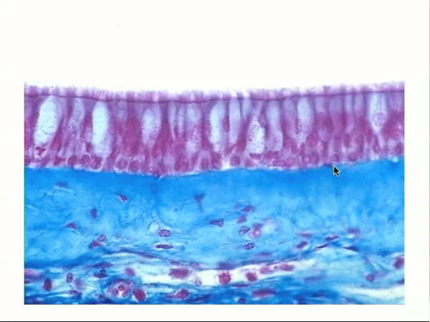 <p>Name, cartilage, cells</p>