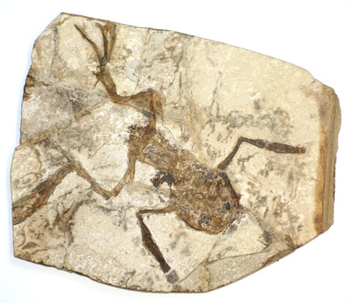 <p>The preserved remains of a once living organism; used for geological study and biological comparisons</p>