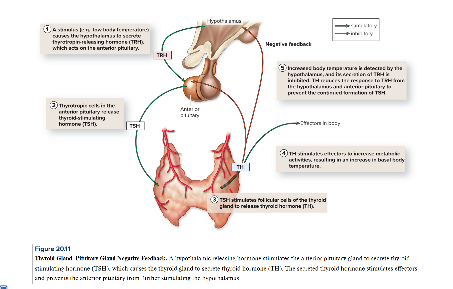 <ul><li><p>the thyroid gland is butterfly shaped, composed of left and right lobes</p></li><li><p>avg weight in adults: 25-30 grams (largest gland)!</p></li><li><p>highly vascular = red color</p></li></ul><p><strong>Calcitonin (CT): </strong>secreted by<u> parafollicular cells </u>reduces calcium levels in the body fluids, decreases bone reabsorption by osteoclasts and increases calcium loss through kidneys</p><p><br><strong>Thyroid Hormone (TH):</strong> increases metabolism, oxygen use, growth, and energy use, supports and increases rate of development</p><p></p>