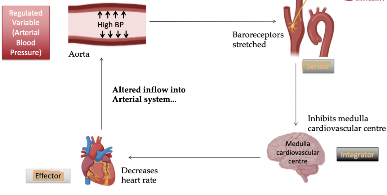 <p>Aorta is the spot where bp is sensed as blood leaves heart, when high bp is sensed, system must bring it down. Baroreceptors sense the stretch of it&apos;s walls high bp, signal is sent to brain, brain acts as integrator, heart rate is the effector, heart rate decreases to lower the high blood pressure.</p>