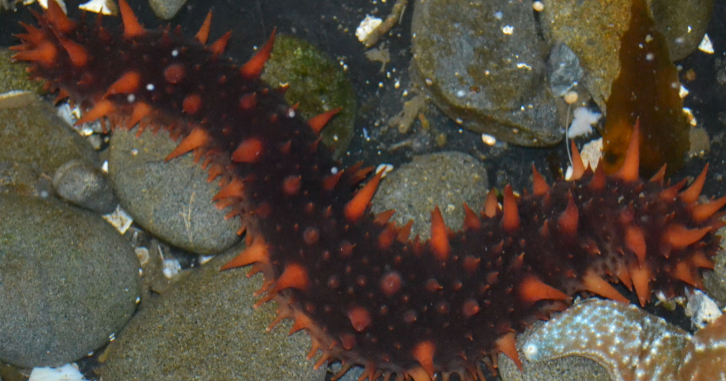 <p>California Sea Cucumber</p>