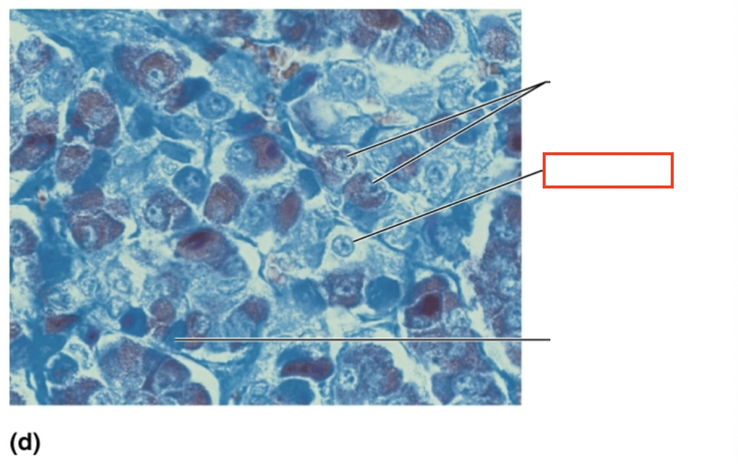 <p>What structure is highlighted?</p>