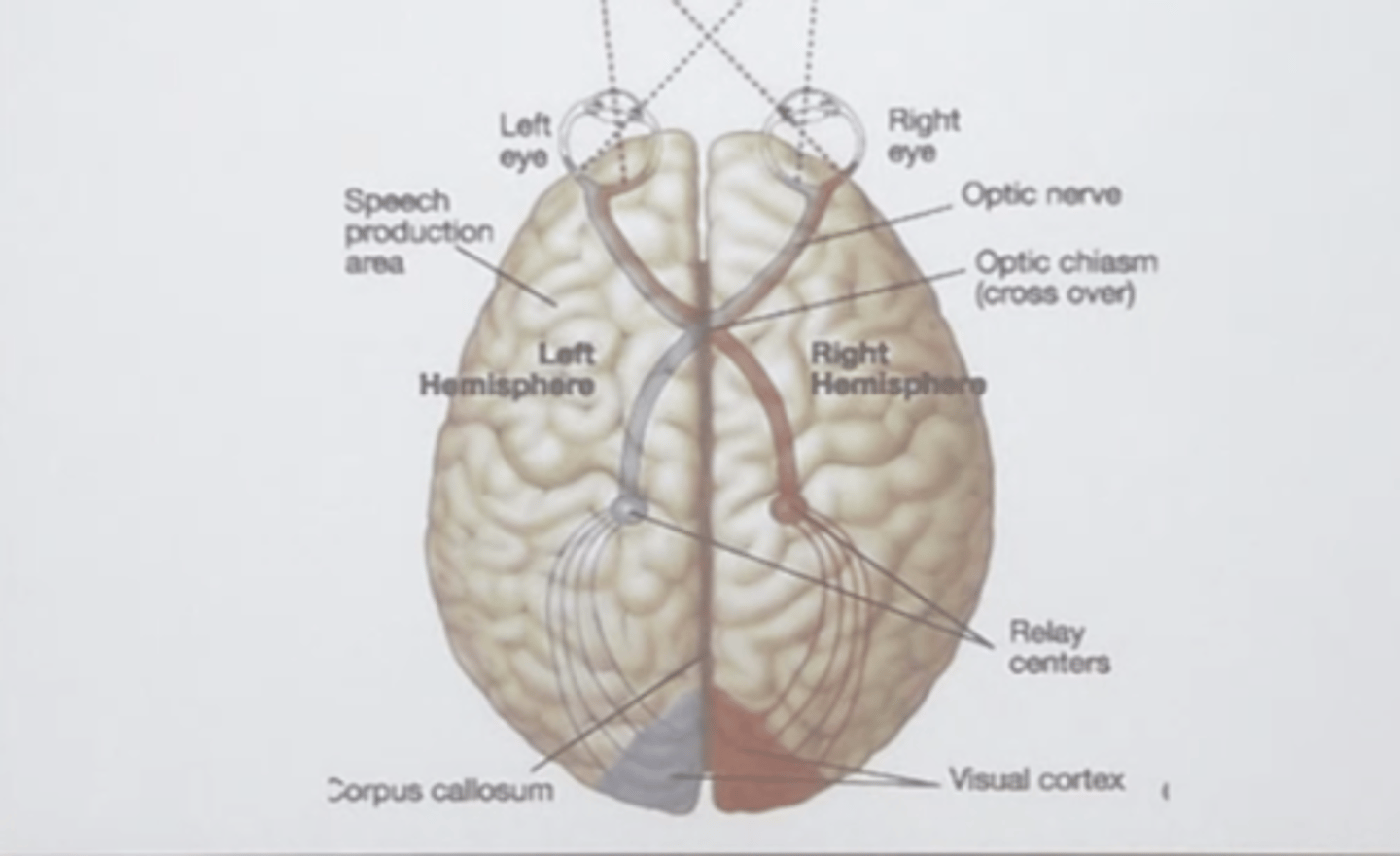 <p>Information from left visual field is processed in the right hemisphere, and vice versa</p>