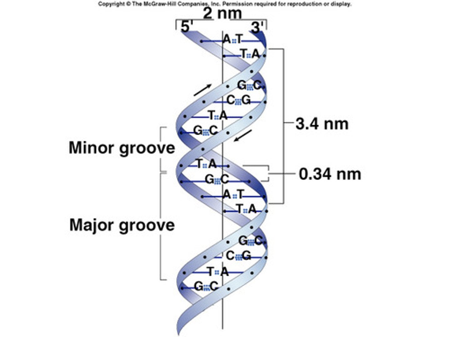 <p>- 10 base pairs per turn </p><p>- 3.4 nm per turn </p><p>- the two strands are antiparallel</p><p>- is the most common structure</p><p>- is almost always has a 90-degree angle </p><p>- dsDNA (double-stranded) </p><p>- right-handed alpha-helix</p><p>- has a deep indentation called a "Major and Minor Groove"</p>