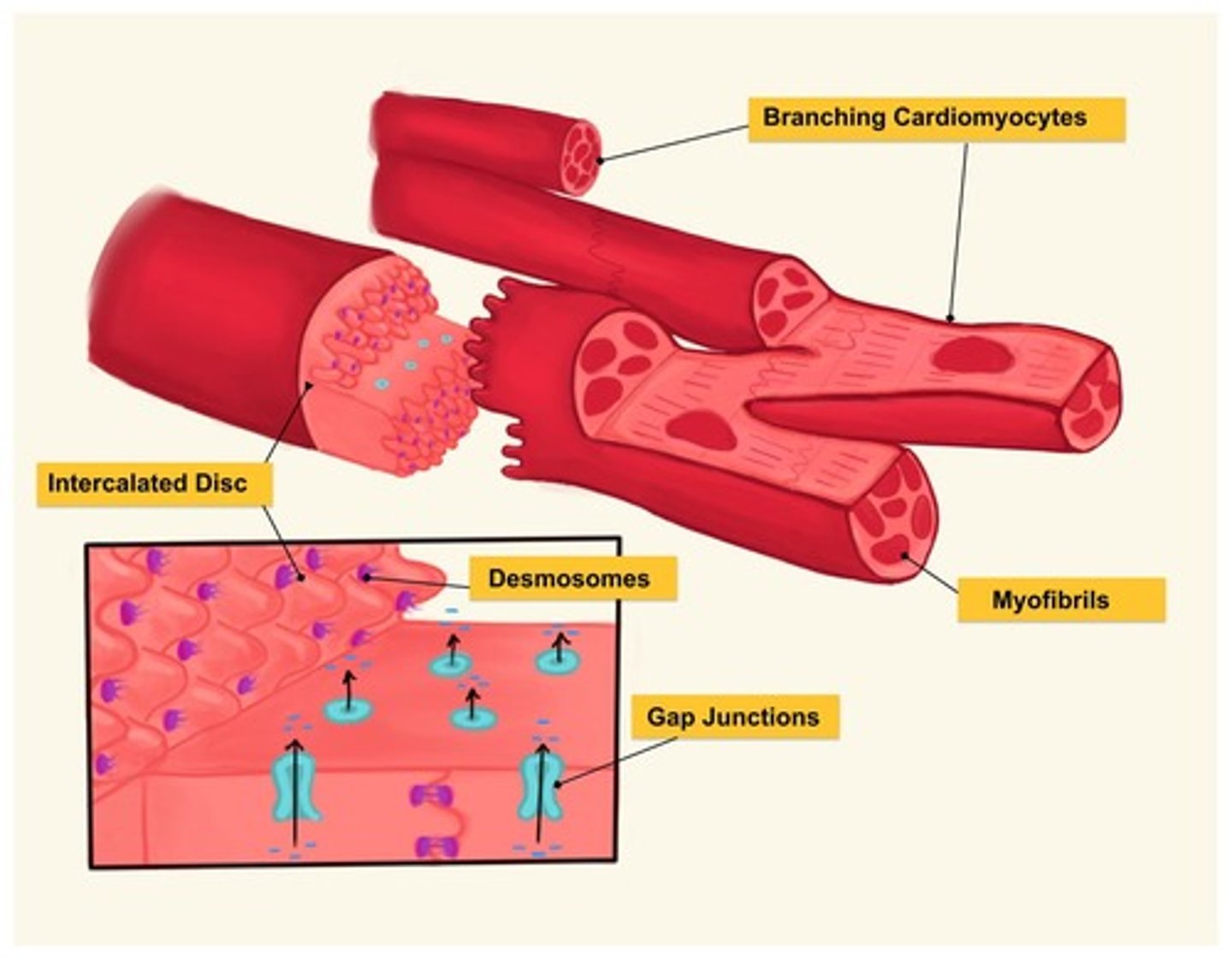 <p>They are self-excitable and generate action potentials for heart contraction.</p>